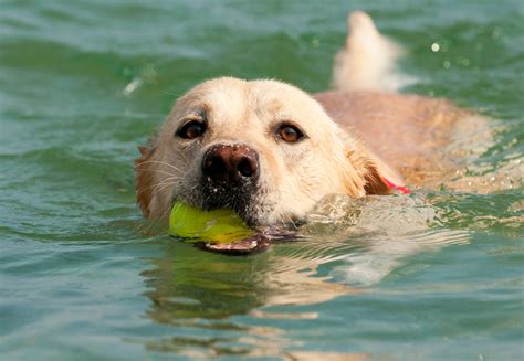 Should I Let My Dog Swim In The Ocean