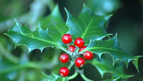 Facts On The Holly Tree Garden Guides