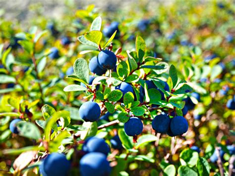 How Do Blueberries Grow Countryside
