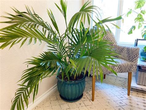 How To Care For A Majesty Palm Houseplant Resource Center