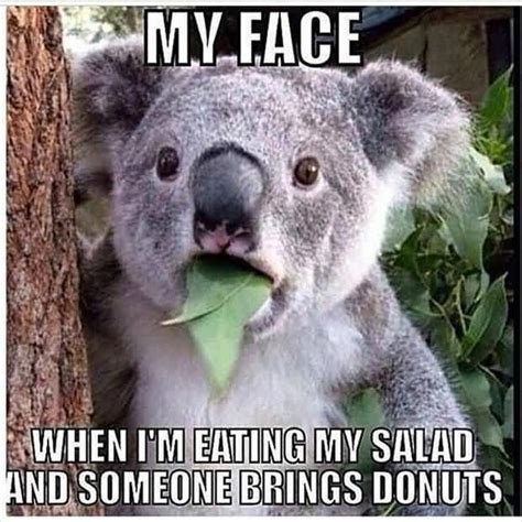 25 Funny Bear Quotes And Sayings Images Quotesbae