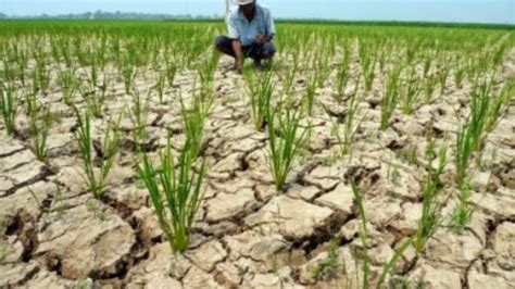 El Nino Ancam Pertanian Indonesia