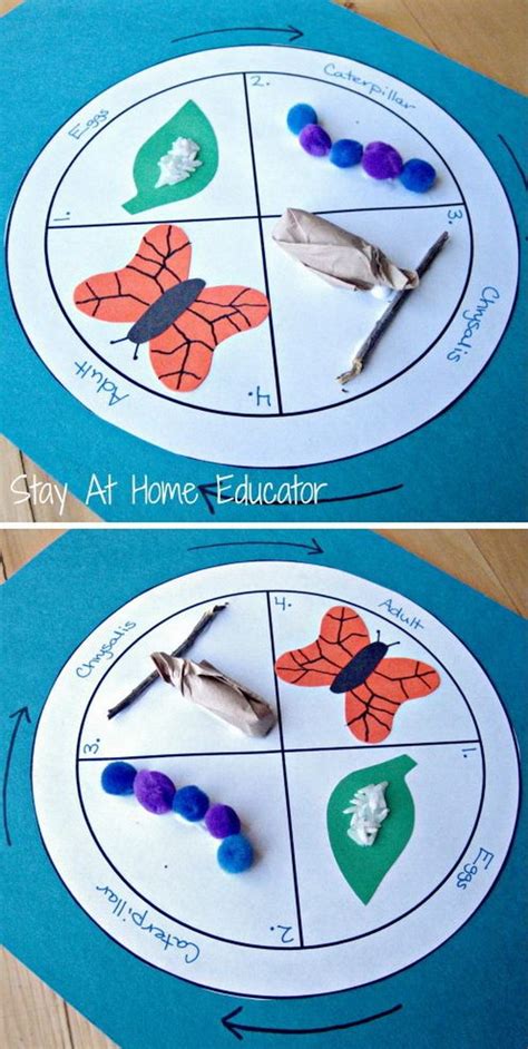 Life Cycle Of A Frog For Preschoolers