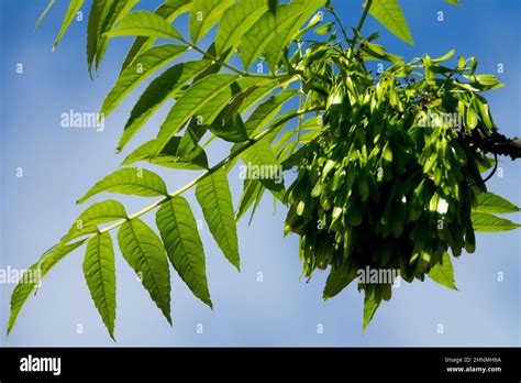 European Ash Common Ash Fraxinus Excelsior Seed And Leaves Fraxinus