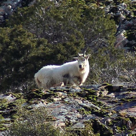 Mountain Goat In Big Cottonwood Canyon Utah Mountain Goat Canyons