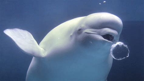 Beluga Whales Use Bubbles To Communicate Mental Floss