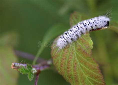Hickory Tussock Moth Caterpillar Feeding On Leaf Stock Image Image Of