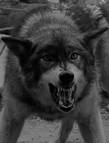 Wolf GIF Wolf Discover Share GIFs
