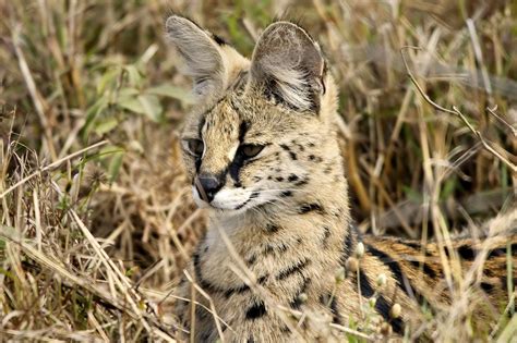 Gak Takut Air 7 Fakta Kucing Serval Si Ahli Berburu Dari Afrika