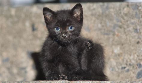 Blue Eyes Black Cat I Have A Question A New Born Black Kitten With