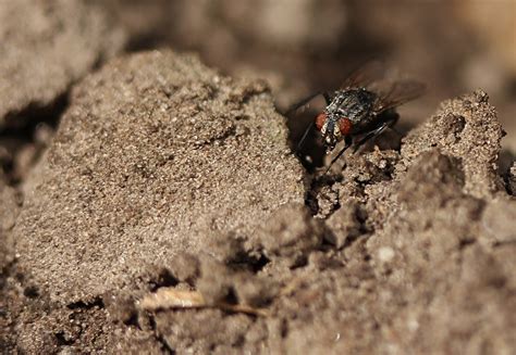 Free Images Nature Ground Fly Wildlife Insect Soil