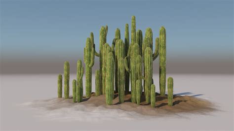 Large Cactuses Flyingarchitecture