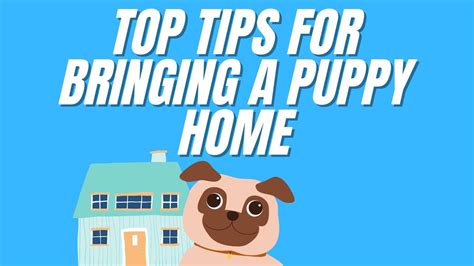 2024 Top Tips For Bringing A Puppy Home