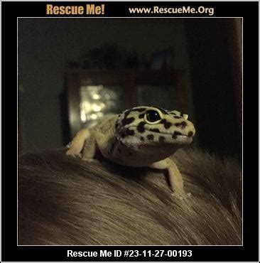 Michigan Reptile Amphibian Rescue Adoptions Rescue Me