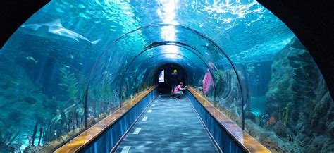 The Sydney Aquarium Is A Large Aquarium Complex Opening Hours Ticket