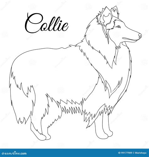 Collie Dog Outline Stock Vector Illustration Of Vector 99177989
