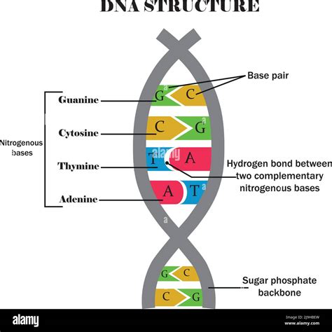 Dna Structuredna With Its Components Cytosineguanineadenine Thymine Nitrogenous Base Of