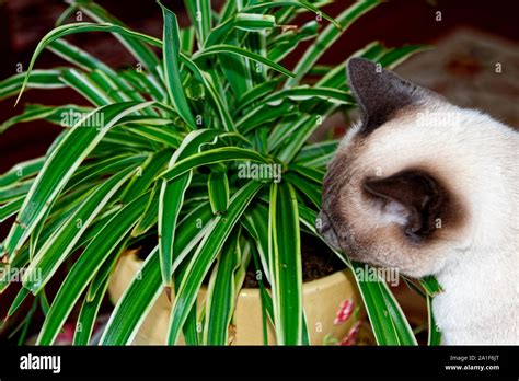 Cat Eating Spider Plant Hi Res Stock Photography And Images Alamy