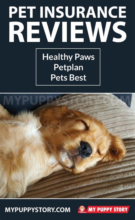 Do you agree with topdog insurance's star rating? Pet Insurance Reviews: Healthy Paws, Petplan, Pets Best | Pet insurance reviews, Pet insurance ...