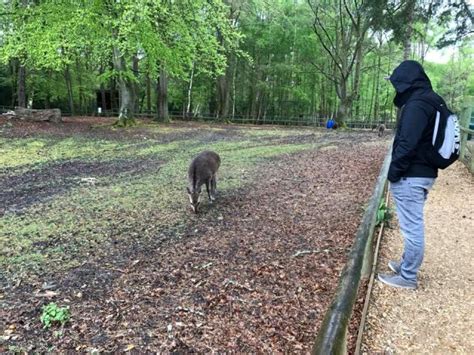 New Forest Wildlife Park Where To Go With Kids Hampshire