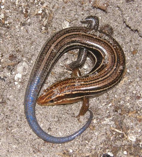 The Mysterious Blue Tailed Skink Lemon Bay Conservancy
