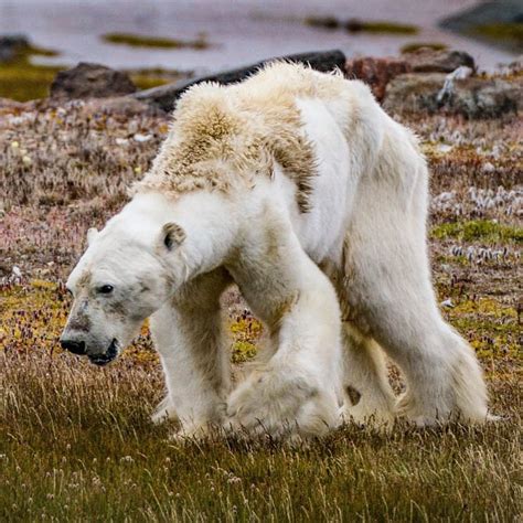 Emotional Video Of Starving Polar Bear Shows Climate Change Impact