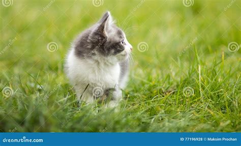 Little Kitten Playing In The Grass Stock Photo Image Of Fluffy Game