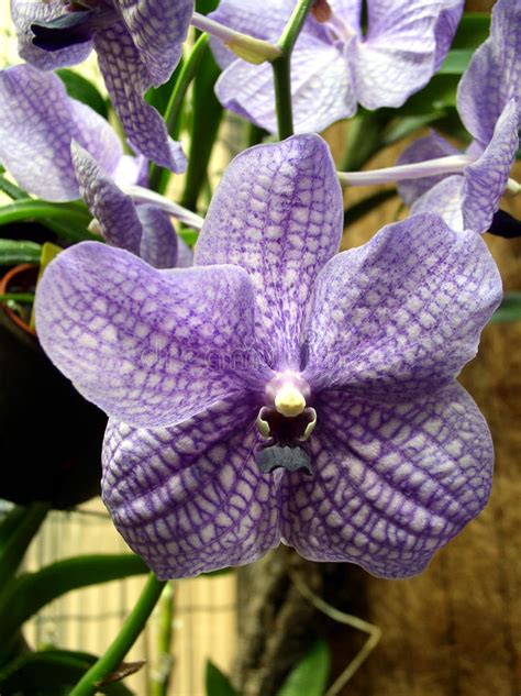 Anggrek Vanda Simanis Orchids