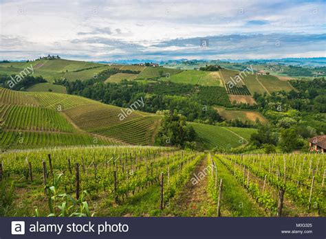 Vineyards Of Langhe Piedmont Unesco World Heritage Stock Photo Alamy