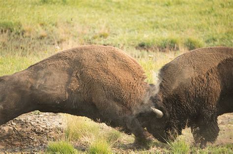 Charging Bison Stock Photos Pictures And Royalty Free Images Istock