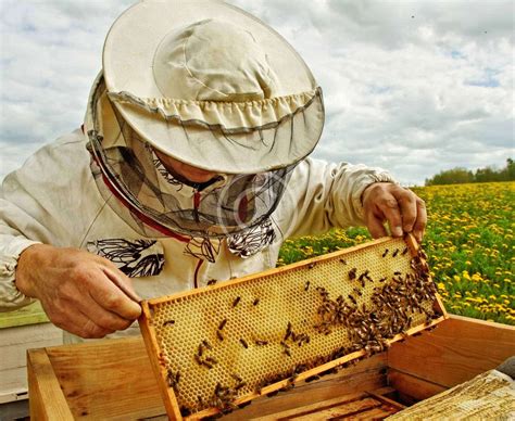 The Sweet Truth Behind Honey Bee Techopia