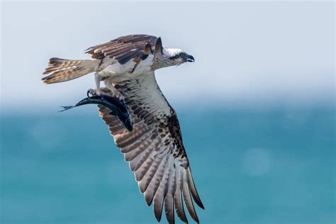 South West Marine Life Images By Ian Wiese Series 4 Sea Birds