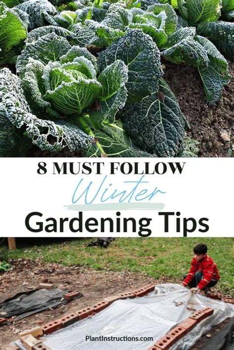 8 Must Follow Winter Gardening Tips Plant Instructions