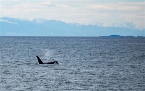 Whale Watching In Vancouver With Prince Of Whales Wanderlust Journey