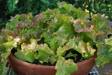 11 Tips For Growing Lettuce Indoors In Containers Gardenoid