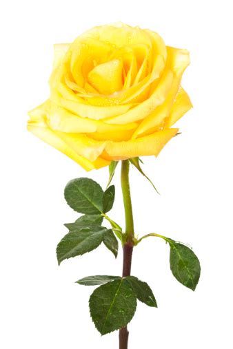 Single Yellow Rose Stock Photo Download Image Now Istock