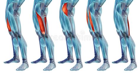 It's the area that runs from the hip to the knee in each leg. 3D Human Upper Leg Anatomy Or Anatomical And Muscle Set ...