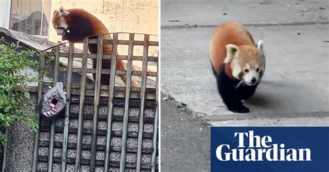 Red Panda Recaptured After Escaping From Newquay Zoo Cornwall The