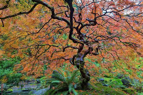 Japanese Garden Lace Leaf Maple Tree In Fall Photograph By