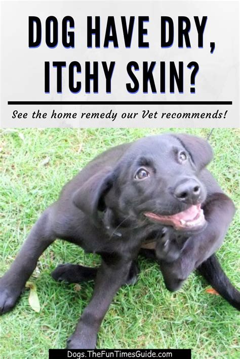 Natural Remedies For Dogs Dry Flaky Skin