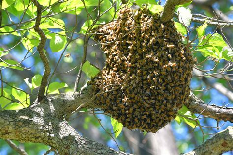 Bees Living Inside A Tree Attack And Kill A Texas Man