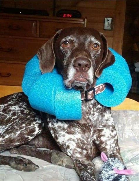 Let us know by writing in the. DIY E-collar alternative, cone of shame | Dog cone, Dog toys, Dog care