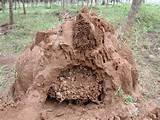 Images of Termite Mud Nest