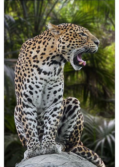 Panthera Pardus Sonoran Desert Tropical Rainforest Felidae