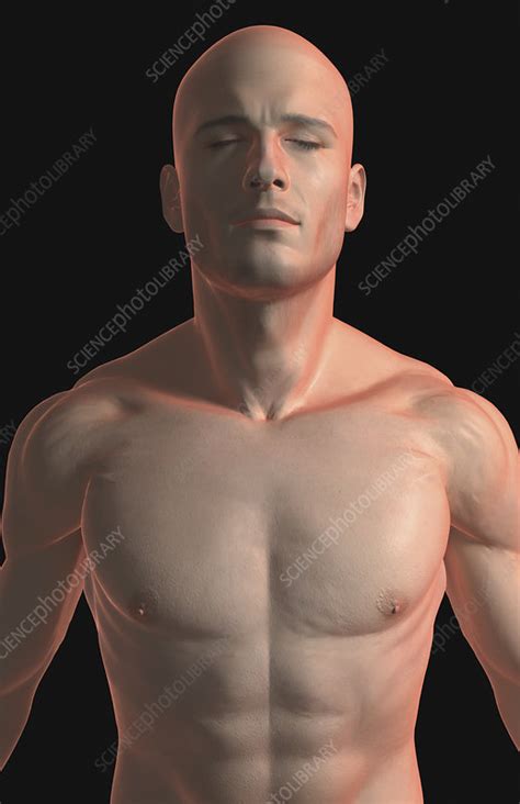 The Male Upper Body Stock Image F0023351 Science Photo Library
