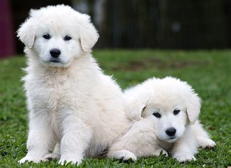 However long you decide to stay at the hotel, you can rest. Maltipoo Puppies for Sale Near Me | Maltipoo