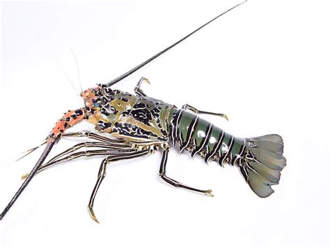 Belajar Menulis Dan Berbagi Lobster Batu Panulirus Penicillatus