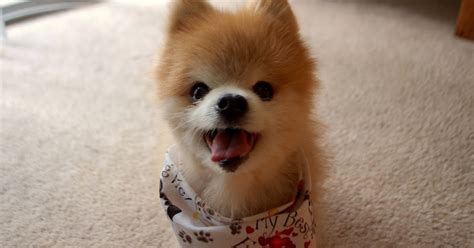 Cute Dogs Photography Cute Puppy Image That Can Make You Smile