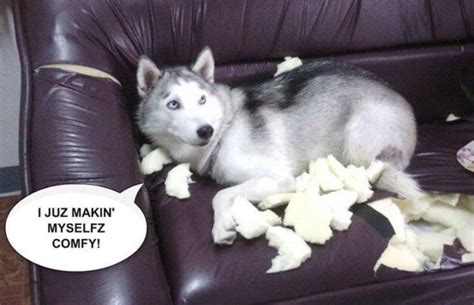 Pin By Mark Deavult On Husky Memes Siberian Husky Husky Funny Dog Jokes