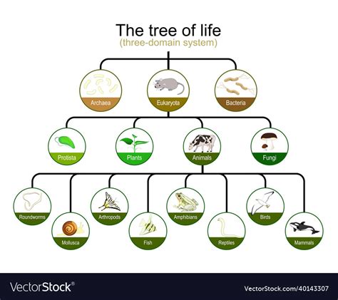 Classification Of Tree Of Life Three Domain Vector Image